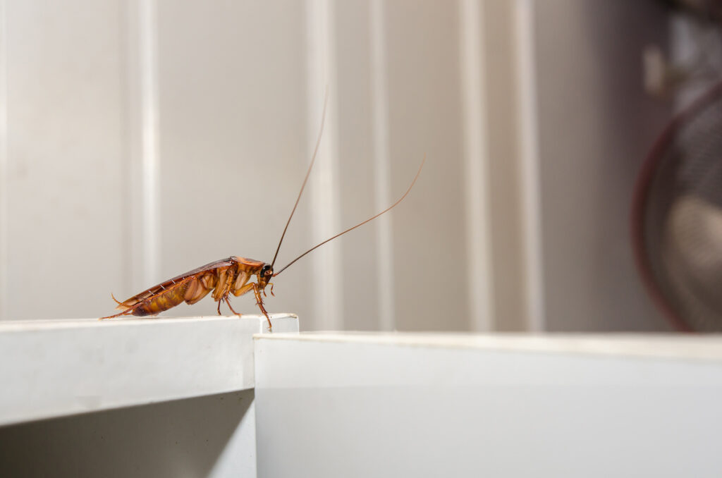 Steps to take after spotting pests in your Columbia home  