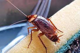 Roach-Free Living —Maintaining a Pest-Free Home Year-Round 